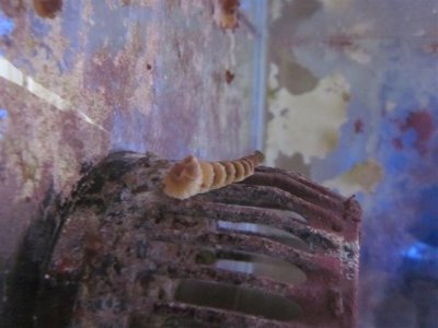 IMG_0111 (Small).JPG