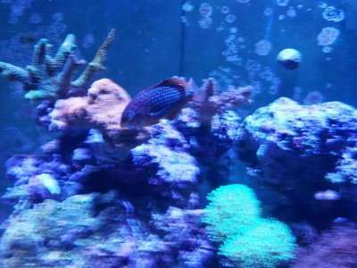 wrasse1.jpg
