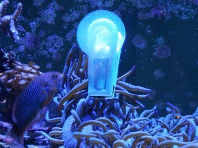 wrasse2.jpg