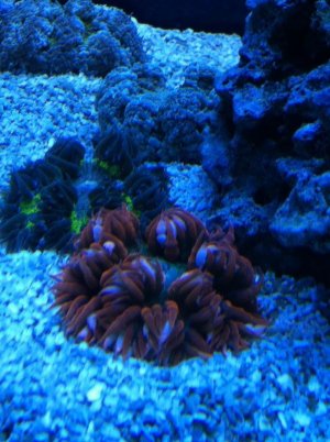 anenome 043.jpg