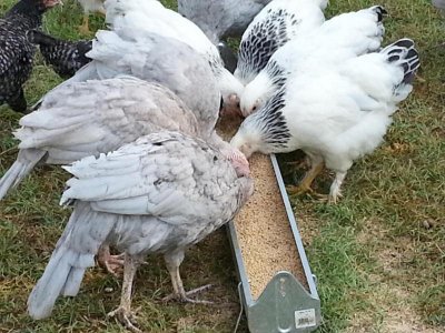 turkeys chickens feeding.jpg