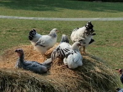 resting after a meal.jpg