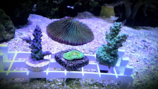 IMAG1354-1-1.jpg