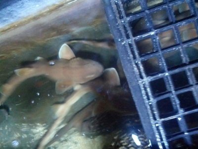 carpet of shark.jpg