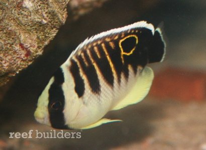 kingi-angelfish-juvenile-4.jpg