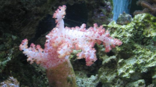 carnation 029.jpg