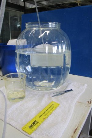 egg incubation.jpg