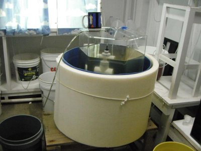 larval rearing tank.jpg