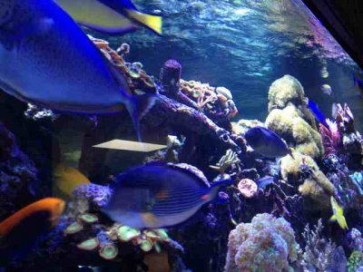 ImageUploadedByTapatalk 21371519090.951253.jpg