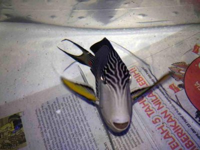 ImageUploadedByTapatalk 21371520676.309277.jpg