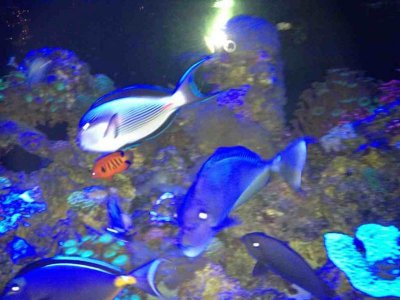 ImageUploadedByTapatalk 21371520764.855650.jpg