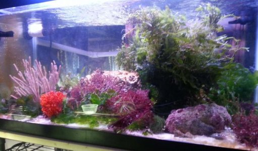 Macro tank 6172013.jpg