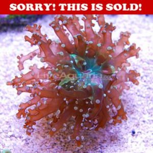 frogspawn.jpg