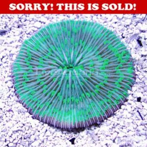 plate coral.jpg
