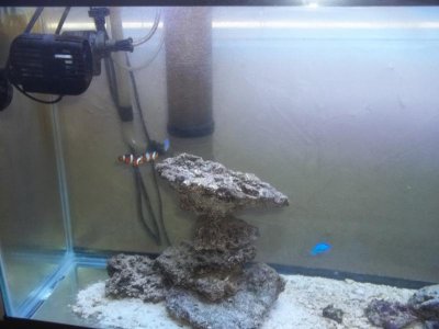 fishhhreef 052.jpg