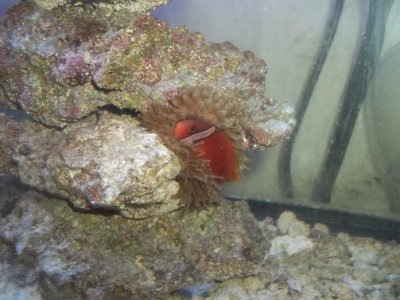 fishhhreef 054.jpg