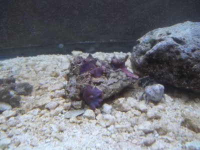 fishhhreef 055.jpg