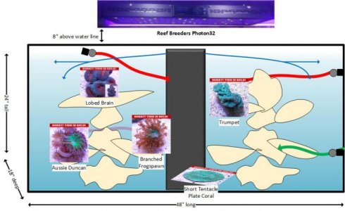 Coral Placement 2.jpg