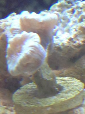 coral.jpg