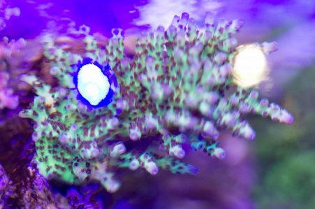 Rainbows In Spain Mother Colony.jpg