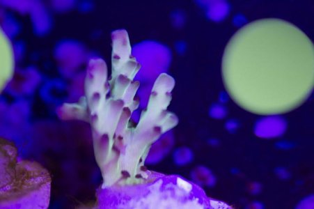 Rainbows In Spain Multi Branch Side.jpg