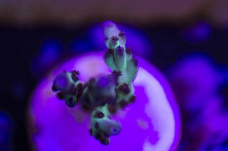 Rainbows In Spain Multi Branch.jpg