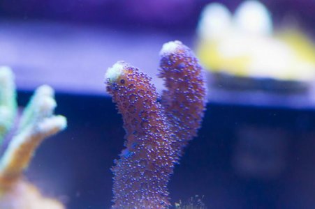 ORA Purple Stylo Frag Side.jpg