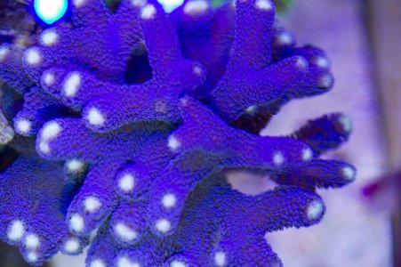 ORA Purple Stylo Mother Colony.jpg