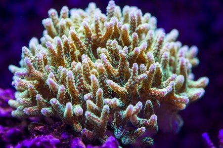 Green Birdsnest Mother Colony.jpg