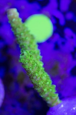 Reefsmack Hairy green Stag Side.jpg