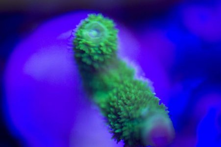 Reefsmack Hairy Green Stag.jpg
