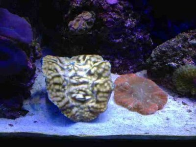 ImageUploadedByTapatalk1371617296.988259.jpg ImageUploadedByTapatalk1371617296.988259.jpg