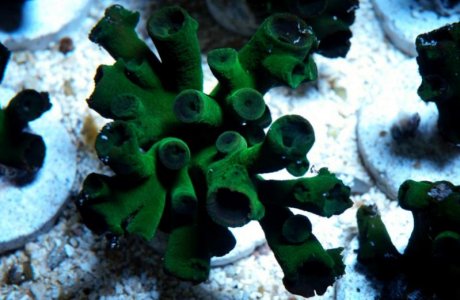 Green Goblin Sun Coral.jpg