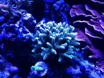 IMG_0459[1].jpg