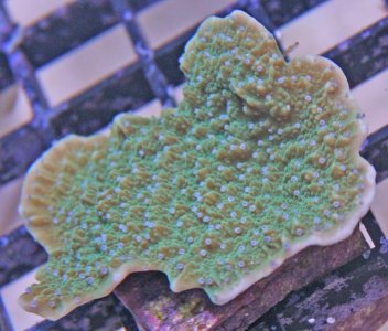 Blue Polyp Green Monti Cap 2 4-30-11.jpg