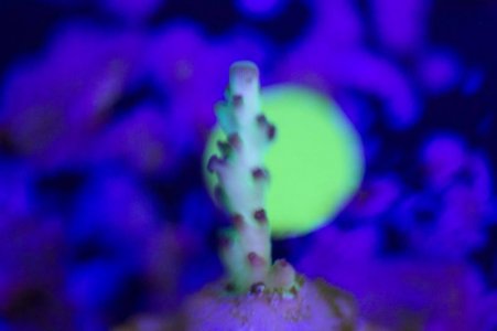 Rainbows In Spain Single Branch Side.jpg