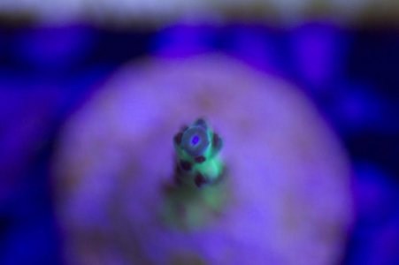 Rainbows In Spain Single Branch.jpg