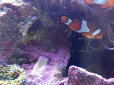 TANK PIC 3.jpg TANK PIC 3.jpg