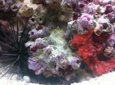 urchin and sponge.jpg