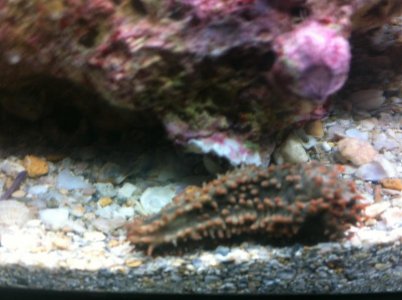 Sea Cucumber.jpg