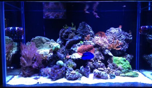 reef2.jpg
