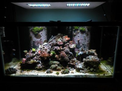 reefbreeders lights.jpg