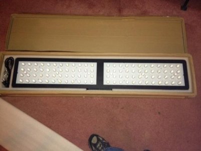 New Light just opened.jpg