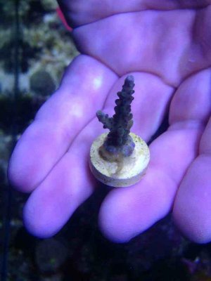 ImageUploadedByTapatalk 21373761119.921278.jpg