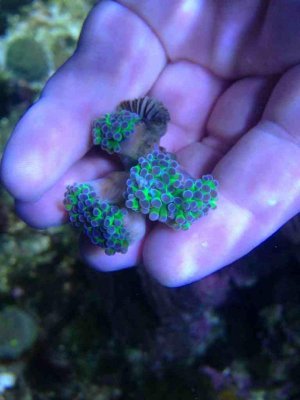 ImageUploadedByTapatalk 21373761169.738292.jpg