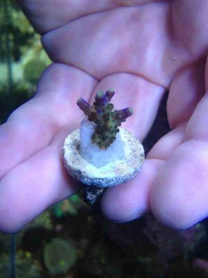 ImageUploadedByTapatalk 21373761210.038068.jpg