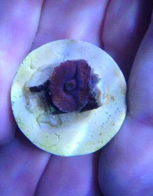 ImageUploadedByTapatalk 21373761272.071444.jpg