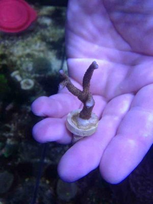 ImageUploadedByTapatalk 21373761311.171302.jpg