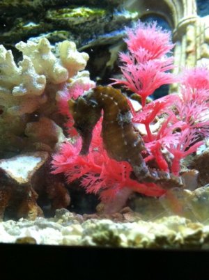 luna seahorse.JPG