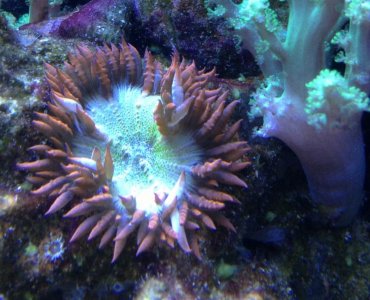 baby anemone 3.jpg